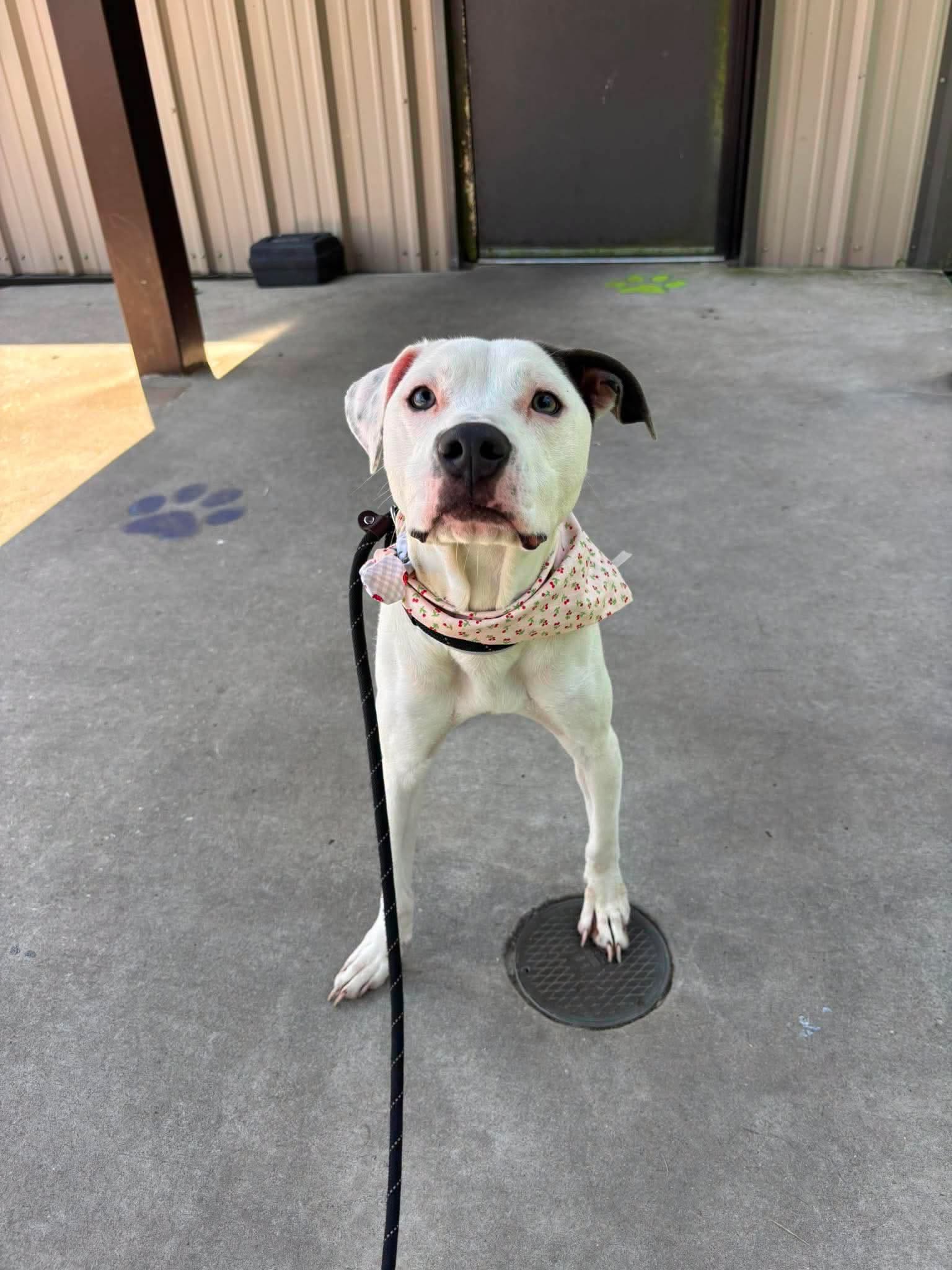 Princess, a American Staffordshire Terrier, available for adoption