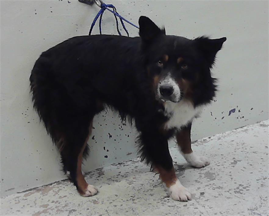 Conde, a Australian Shepherd, available for adoption