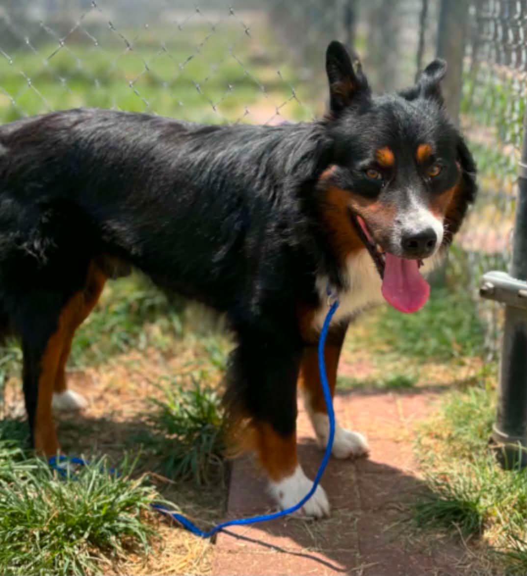 Conde, a Australian Shepherd, available for adoption