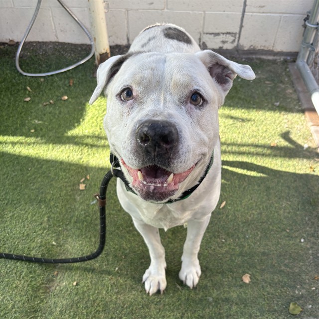 Dwight, a Pit Bull Terrier (mix breed), available for adoption