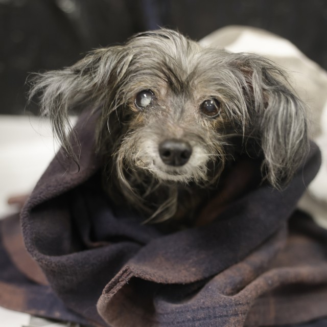 Sweetheart, a Terrier (mix breed), available for adoption