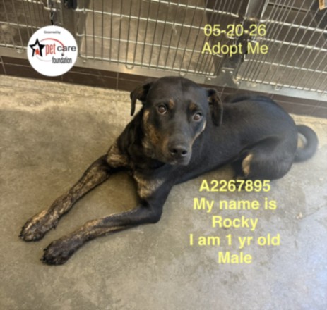 Mr Black, a Black and Tan Coonhound, available for adoption