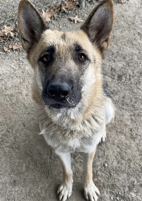 Adoptable pet photo