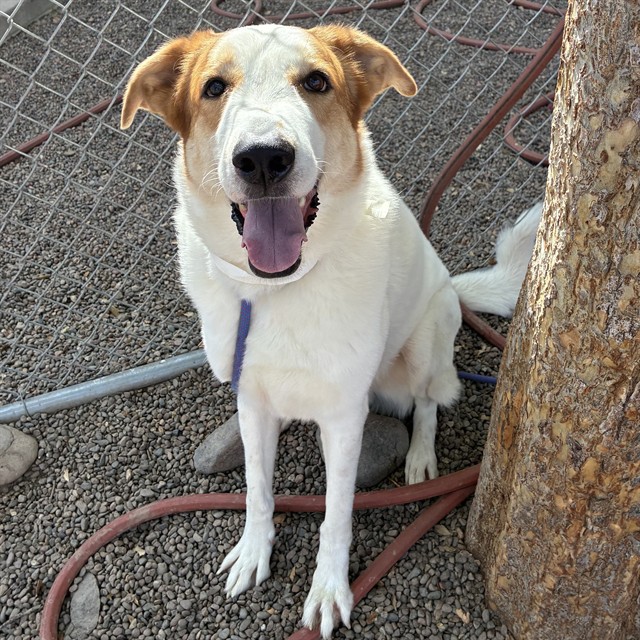 Adoptable pet photo