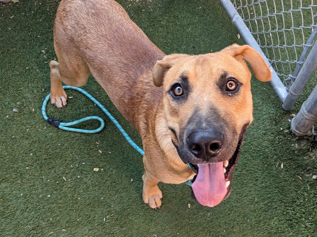 Adoptable pet photo