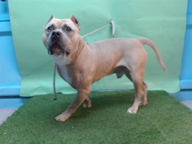 Adoptable pet photo