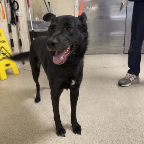 Adoptable pet photo