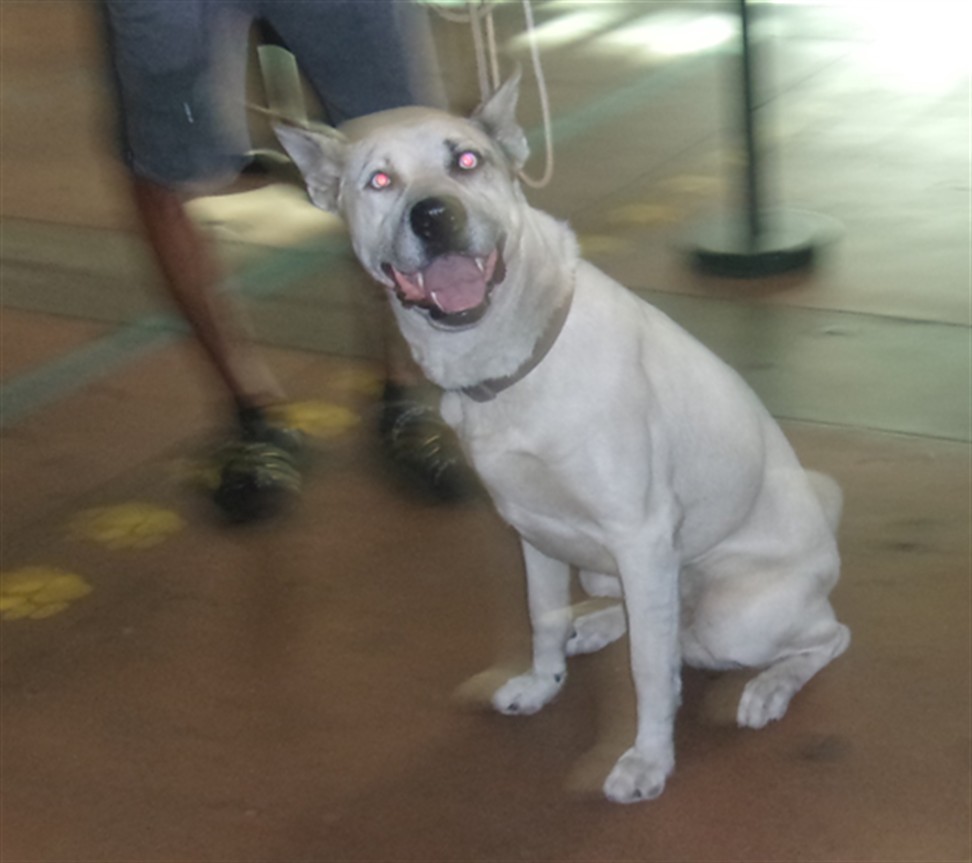 Adoptable pet photo