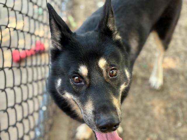 Adoptable pet photo