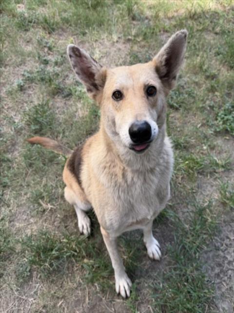 German Shepherd (mix breed) available for adoption