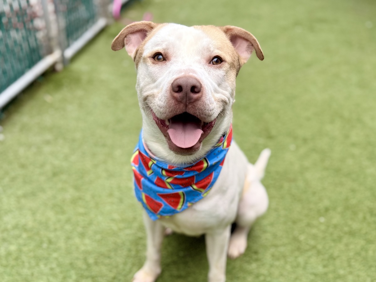 Lowkey Mischief, a American Staffordshire Terrier, available for adoption