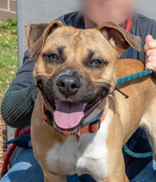 Lightbeam, a American Staffordshire Terrier (mix breed), available for adoption