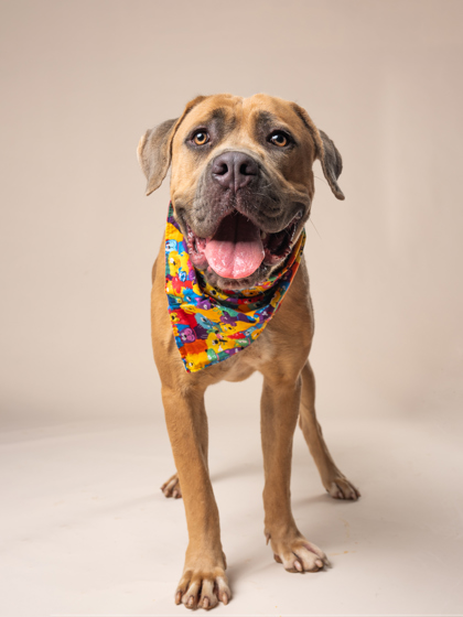 Deelight, a Cane Corso Mastiff (mix breed), available for adoption