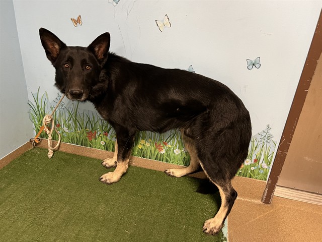 Dallas, a German Shepherd, available for adoption