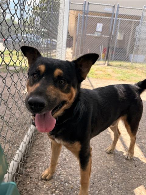 Orville, a German Shepherd (mix breed), available for adoption