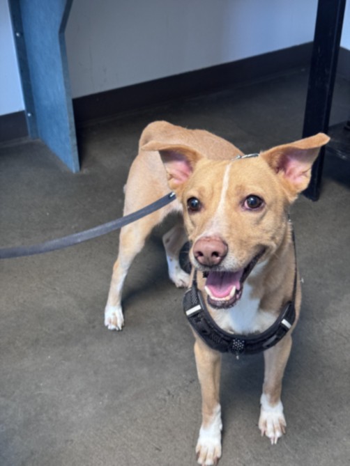 Osiris, a Carolina Dog, available for adoption