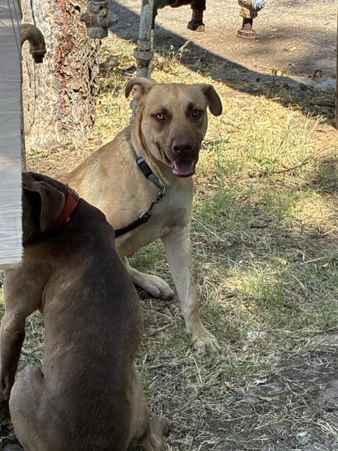 A479959, a Pit Bull Terrier, available for adoption