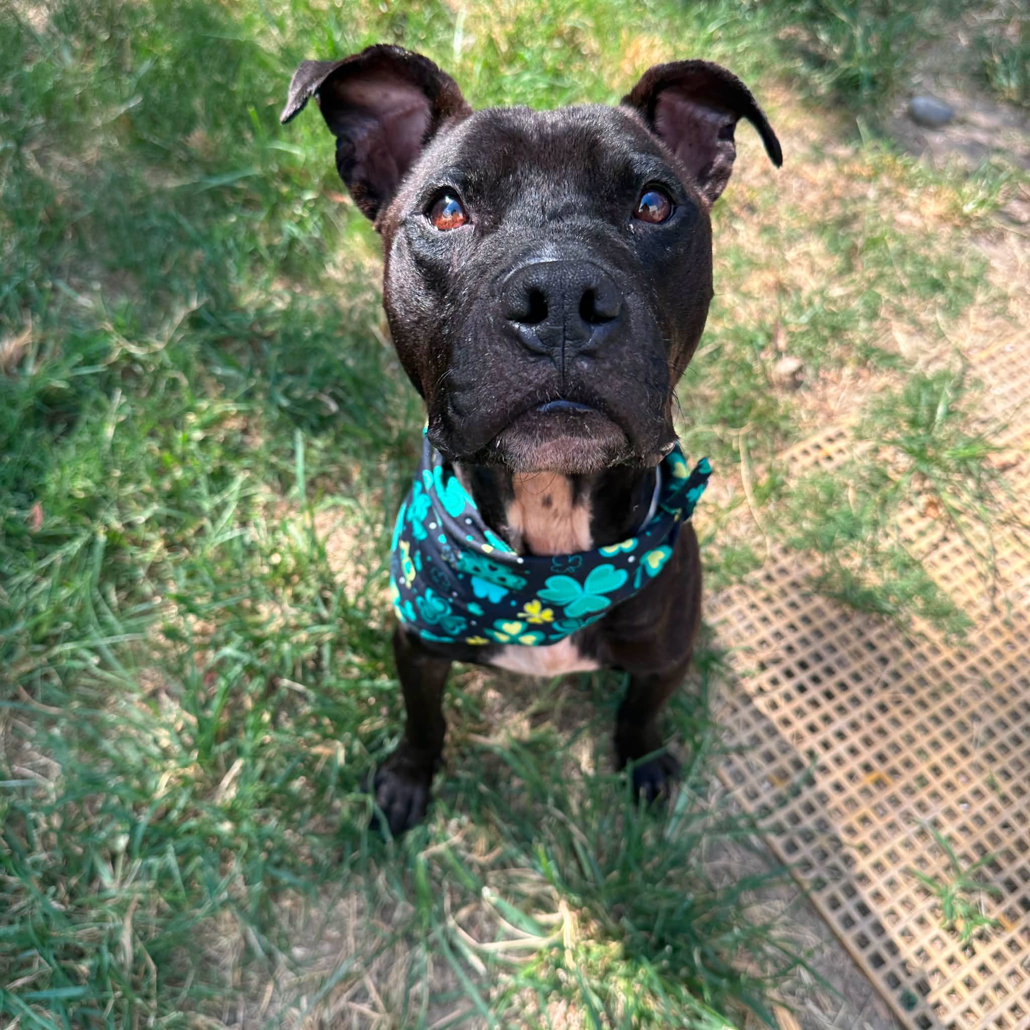 Lil Bit, a Staffordshire Bull Terrier (mix breed), available for adoption