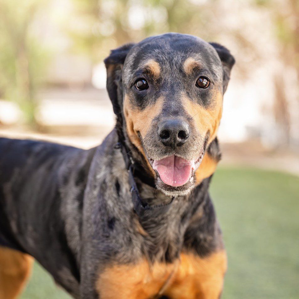 Mars, a German Pinscher, available for adoption
