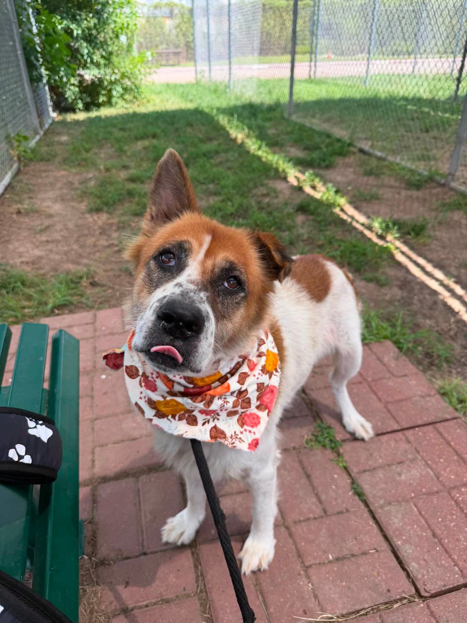 Other Photos of thie Dog