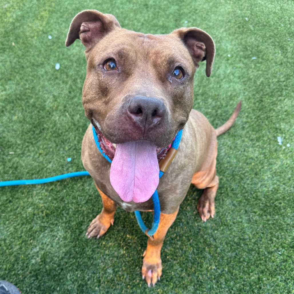 Sandy, a Pit Bull Terrier, available for adoption