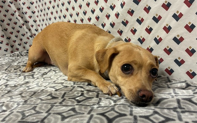 Dottie, a Chihuahua, available for adoption