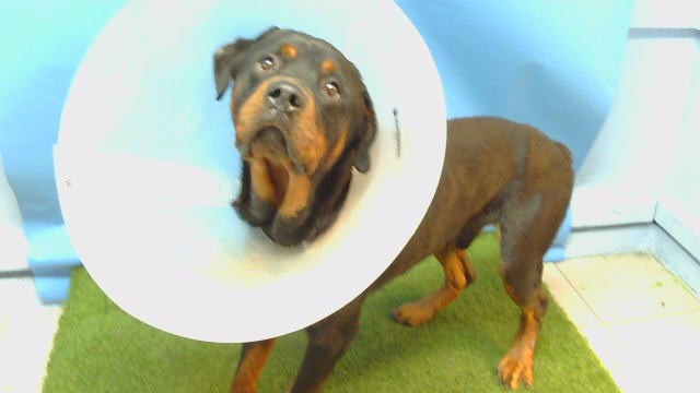 Leviathan, a Rottweiler, available for adoption