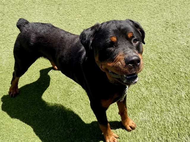 Leviathan, a Rottweiler, available for adoption