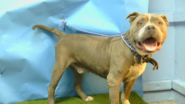 A5799652, a Bullmastiff, available for adoption