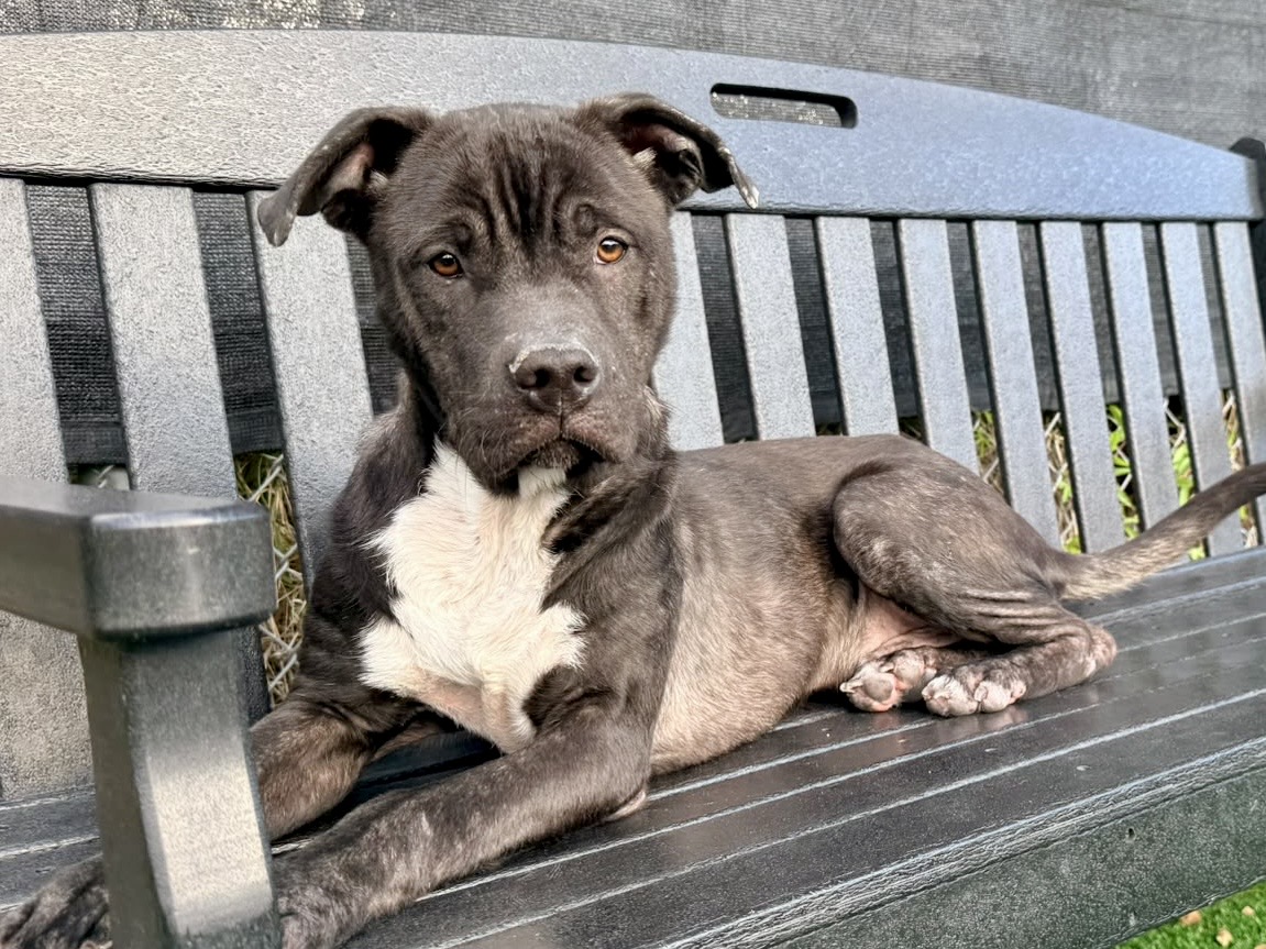 Rudey, a Bullmastiff, available for adoption