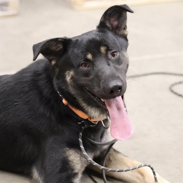 Mack, a German Shepherd, available for adoption