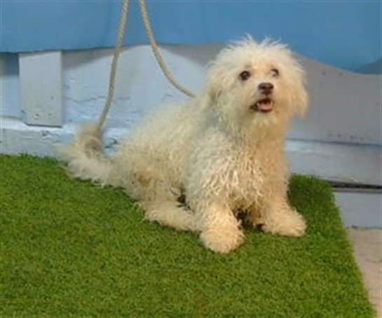 Pearl, a Maltese, available for adoption