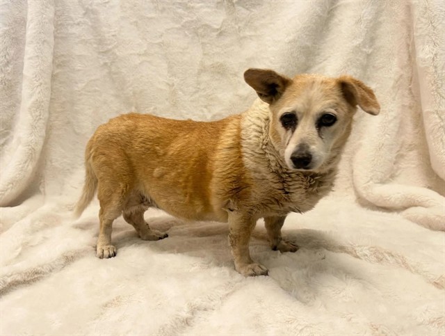 A5800692, a Welsh Corgi, available for adoption