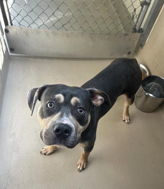 Remy, a Pit Bull Terrier (mix breed), available for adoption