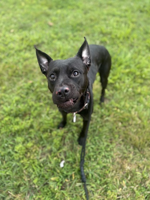 Angela, a Pit Bull Terrier (mix breed), available for adoption