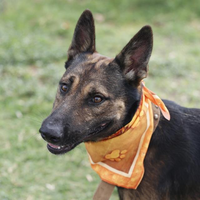 Gigatron Red, a Belgian Shepherd Malinois (mix breed), available for adoption