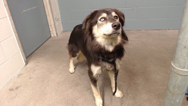 Nala, a Labrador Retriever, available for adoption