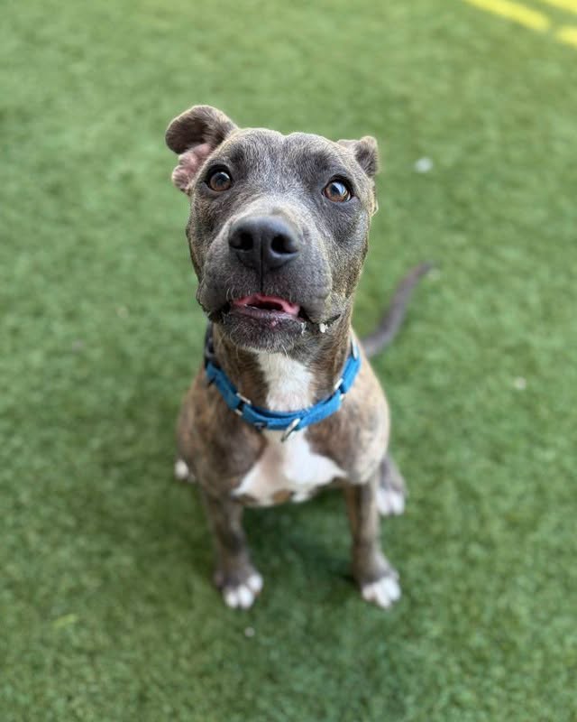 Therian, a Pit Bull Terrier (mix breed), available for adoption