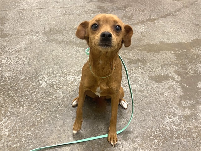 Chiquis, a Chihuahua (mix breed), available for adoption
