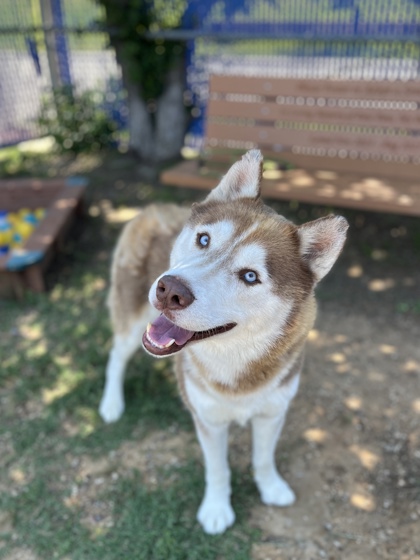 Poncho, a Siberian Husky, available for adoption