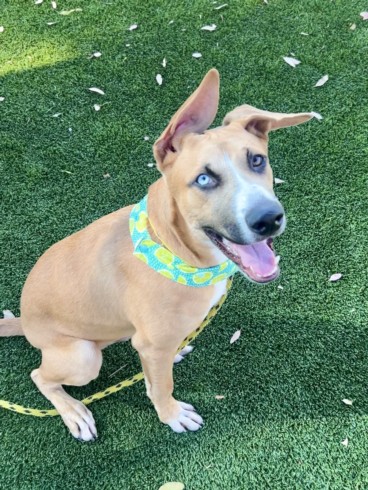 Enzo, a Staffordshire Bull Terrier, available for adoption
