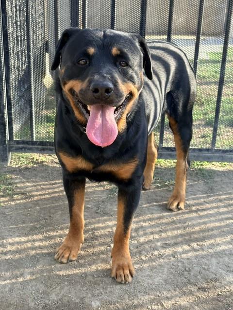 Tino, a Rottweiler, available for adoption