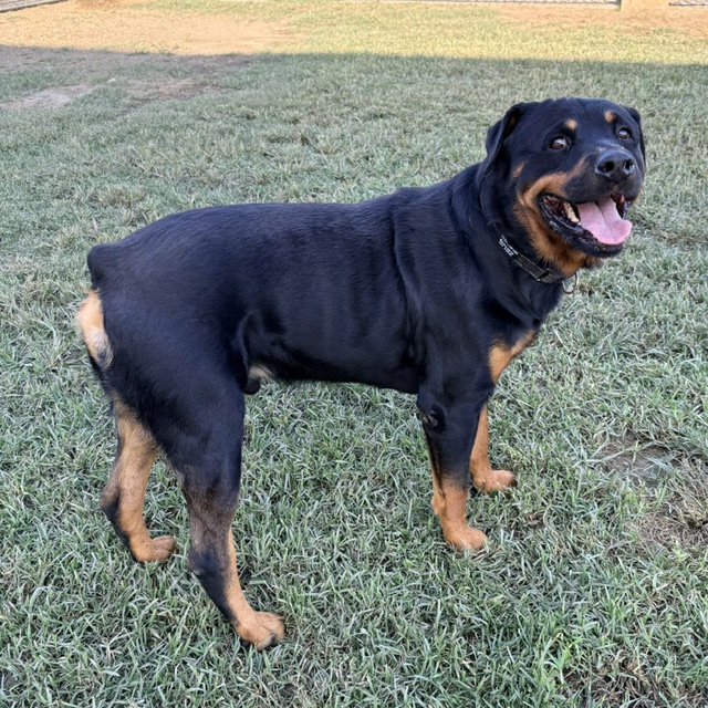 Other Photos of thie Dog