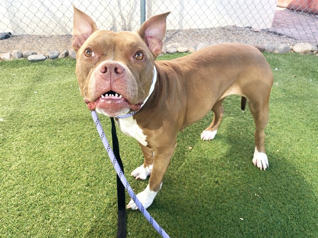 Fairy, a Bullmastiff (mix breed), available for adoption