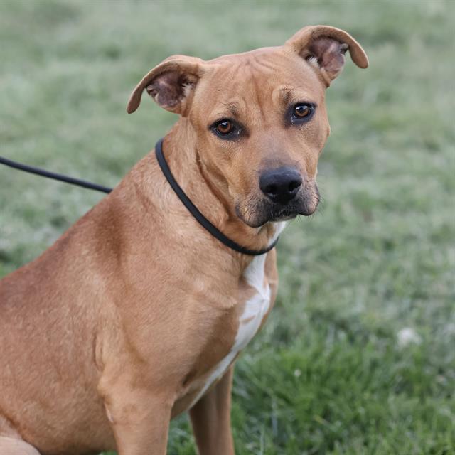 Bambi, a Pit Bull Terrier, available for adoption