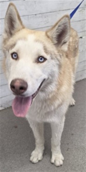 Herbert, a Siberian Husky, available for adoption