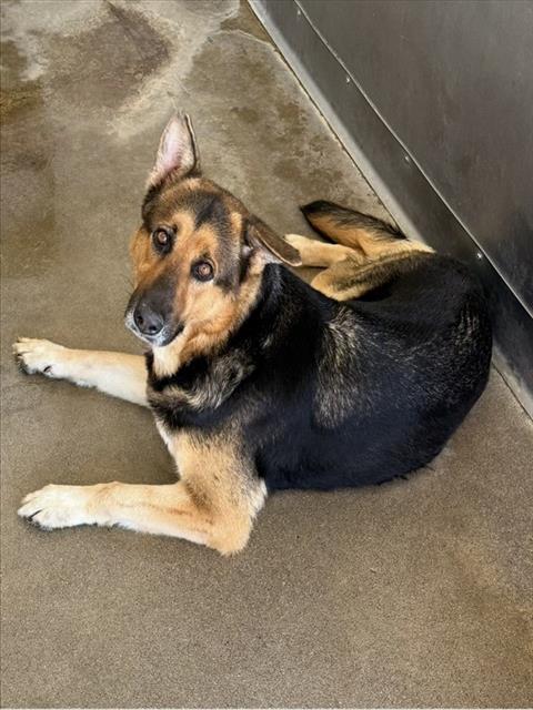 Millie, a German Shepherd, available for adoption