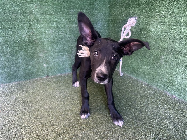 Jillian, a Labrador Retriever, available for adoption