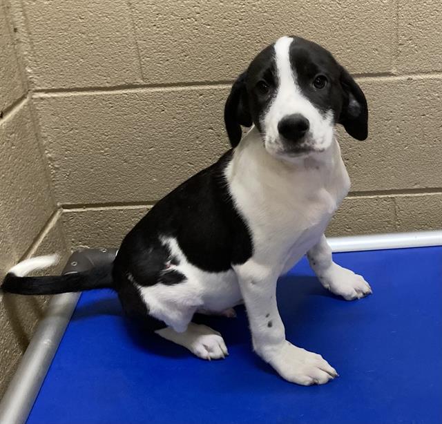 Thor, a Hound (mix breed), available for adoption