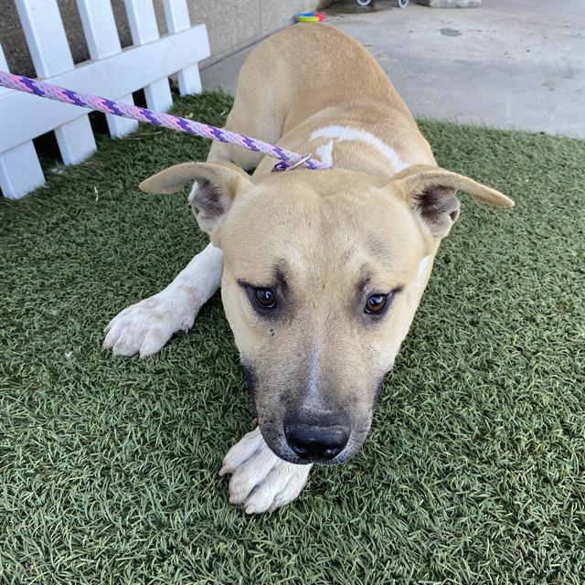 Ryan, a Pit Bull Terrier, available for adoption